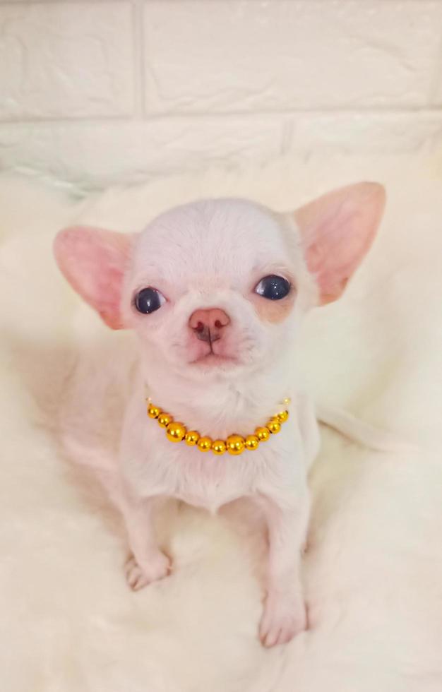 portret grappig dieren van een chihuahua grappig hond puppy, chihuahua zijn aantrekkelijk en charmant, chihuahua is een grappig hond of puppy, mexicaans honden zijn grappig hond of puppy, huisdier grappig dieren foto