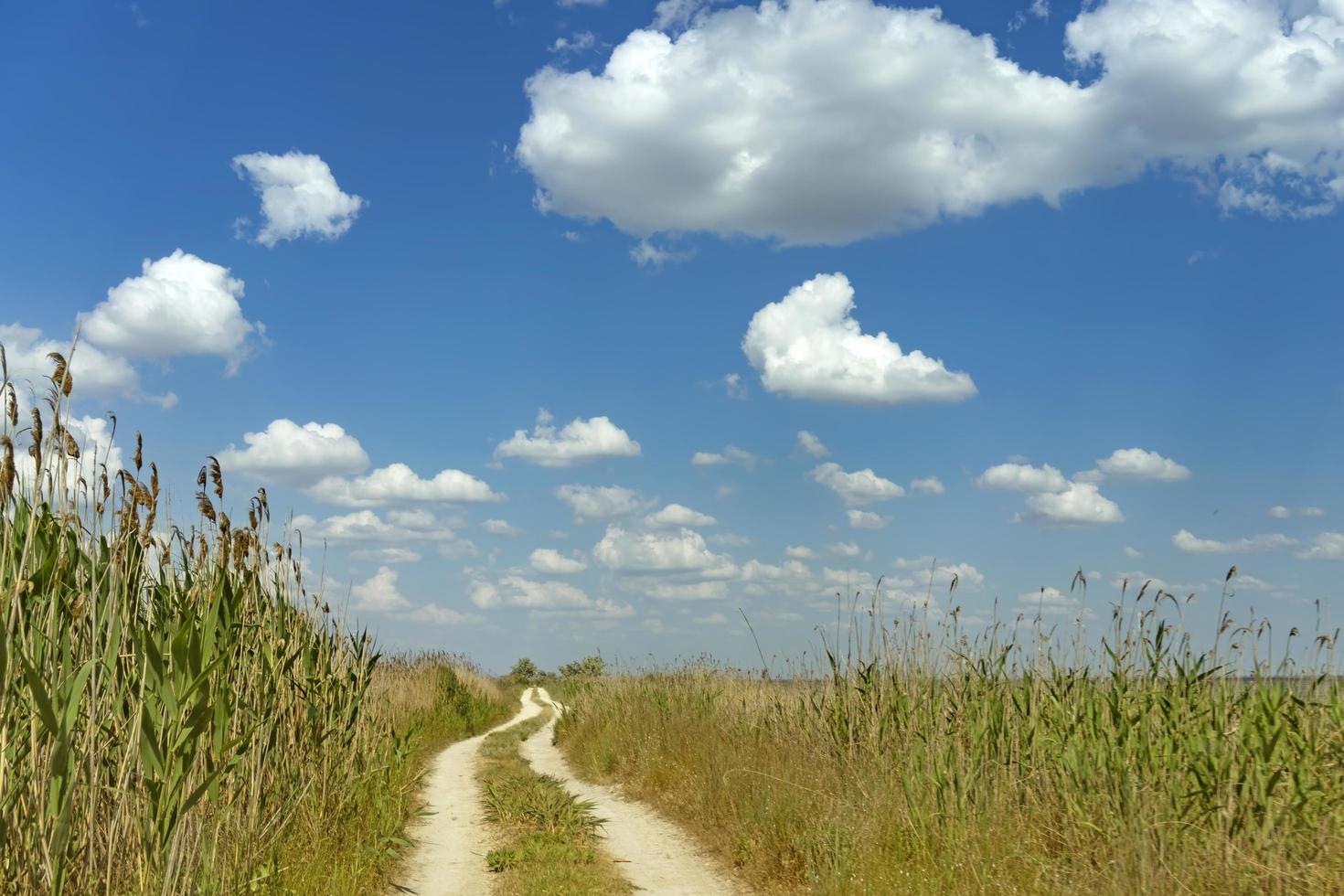 onverharde weg in het midden van riet onder de blauwe lucht. foto