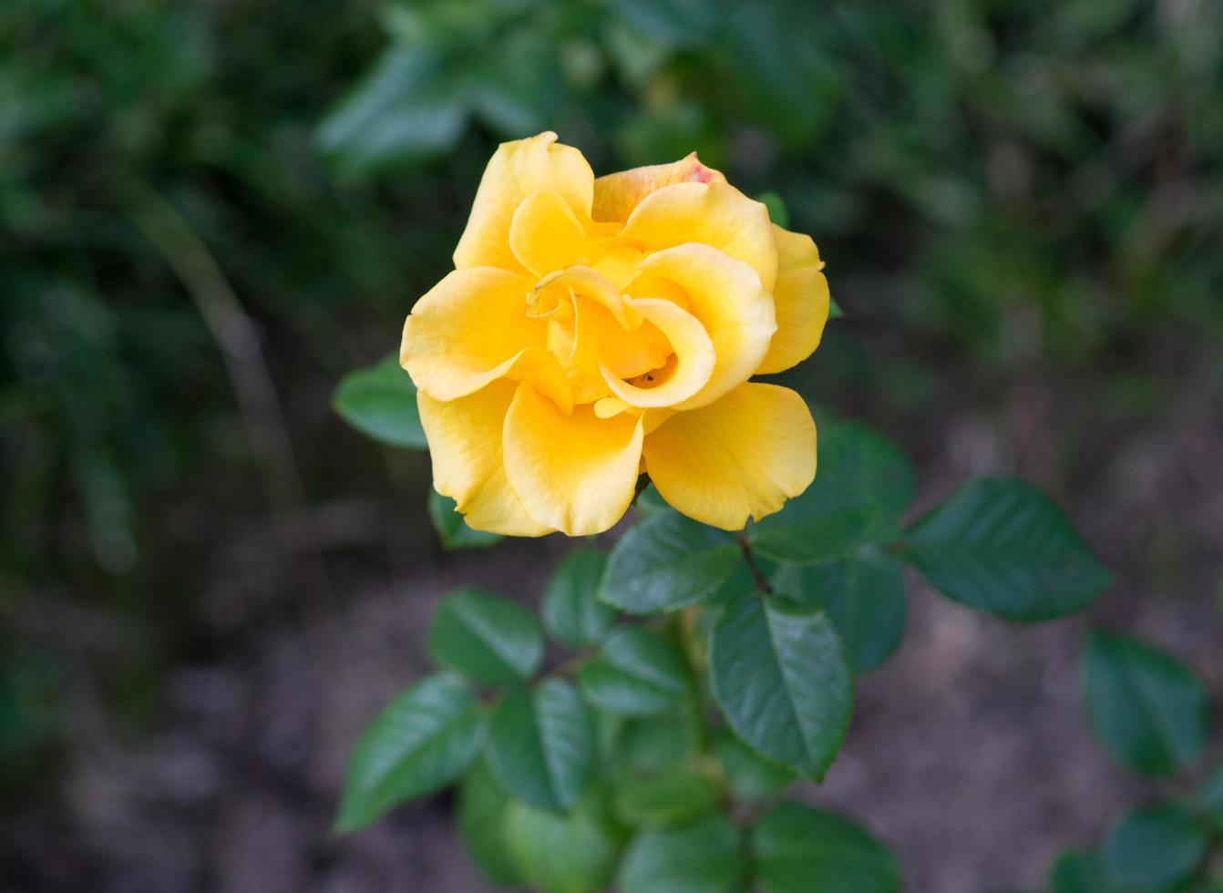 knop gele rozen bloeien in de tuin foto