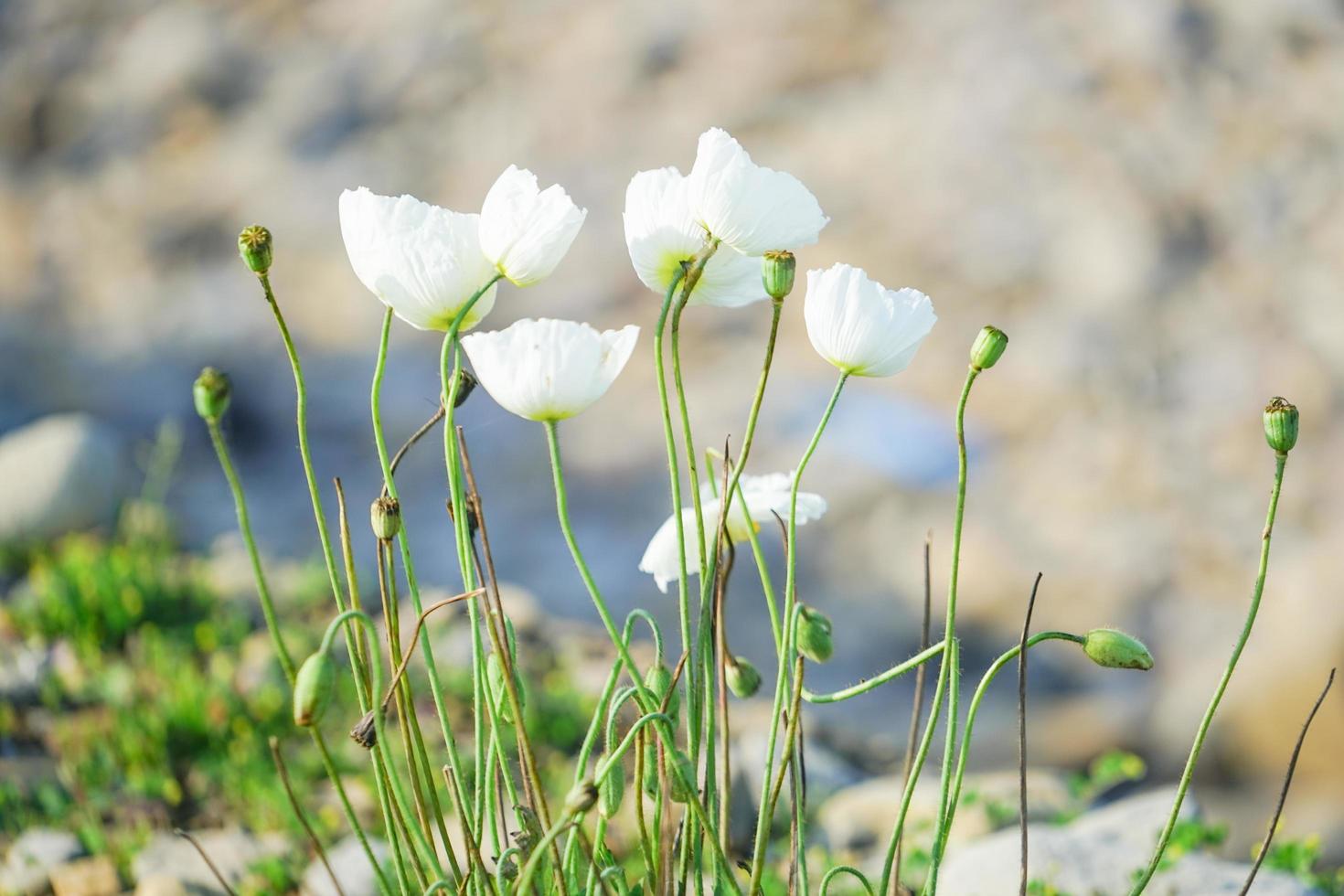 florale achtergrond met witte klaproos uit het Verre Oosten foto