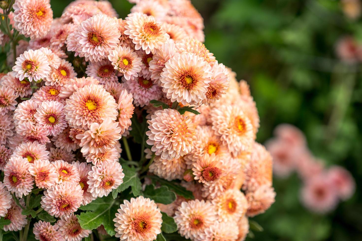 chrysant bloemen op een onscherpe achtergrond foto