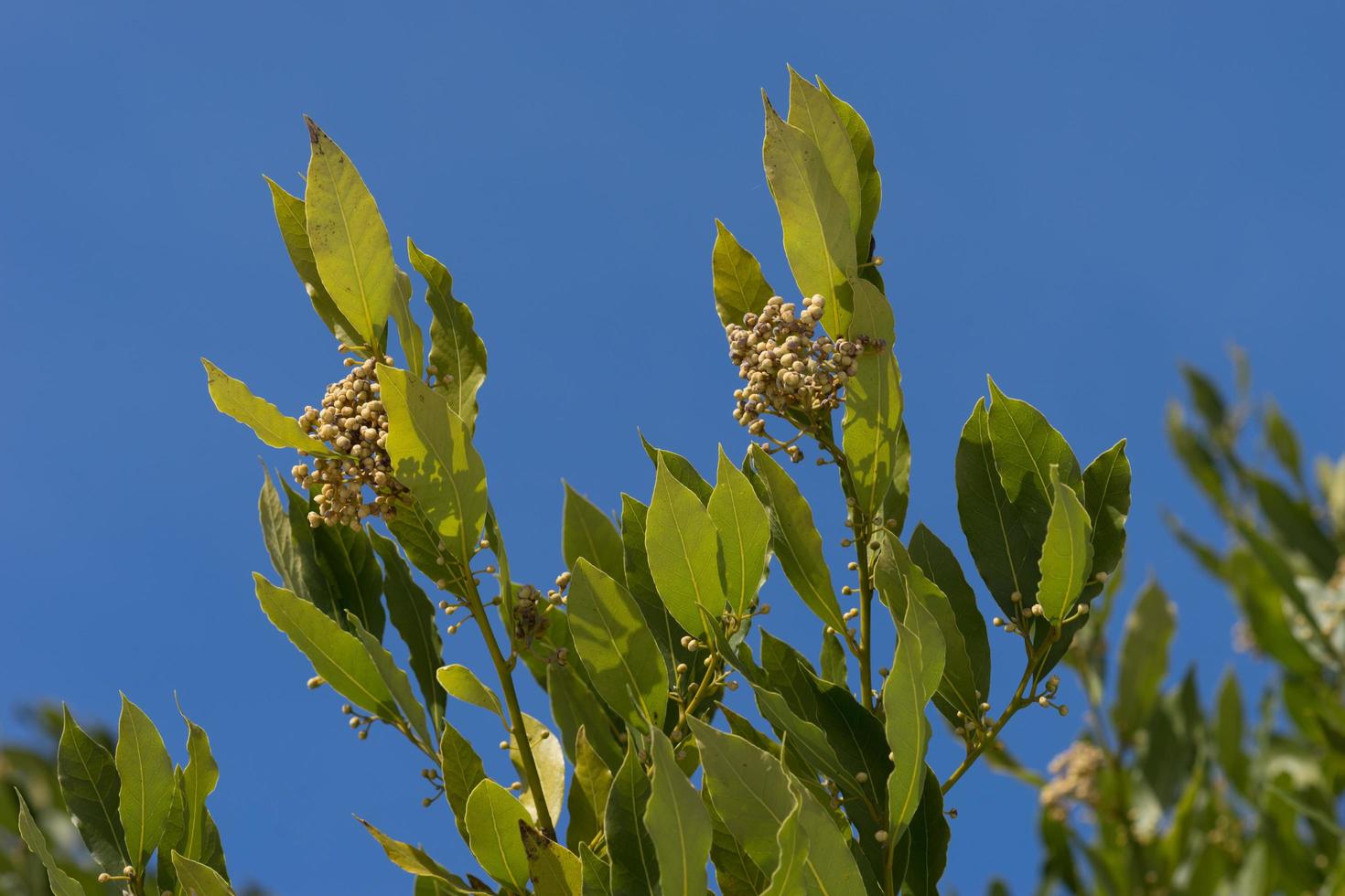 de takken en bladeren van een laurierboom op een blauwe achtergrond foto