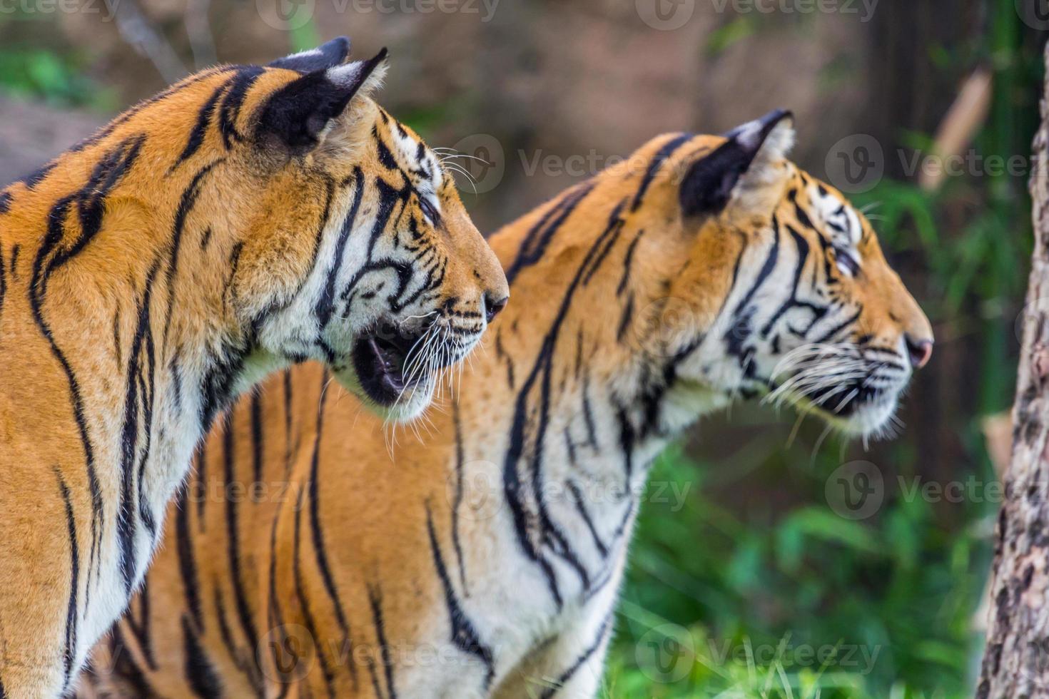 twee tijger dichtbij de hen oog foto