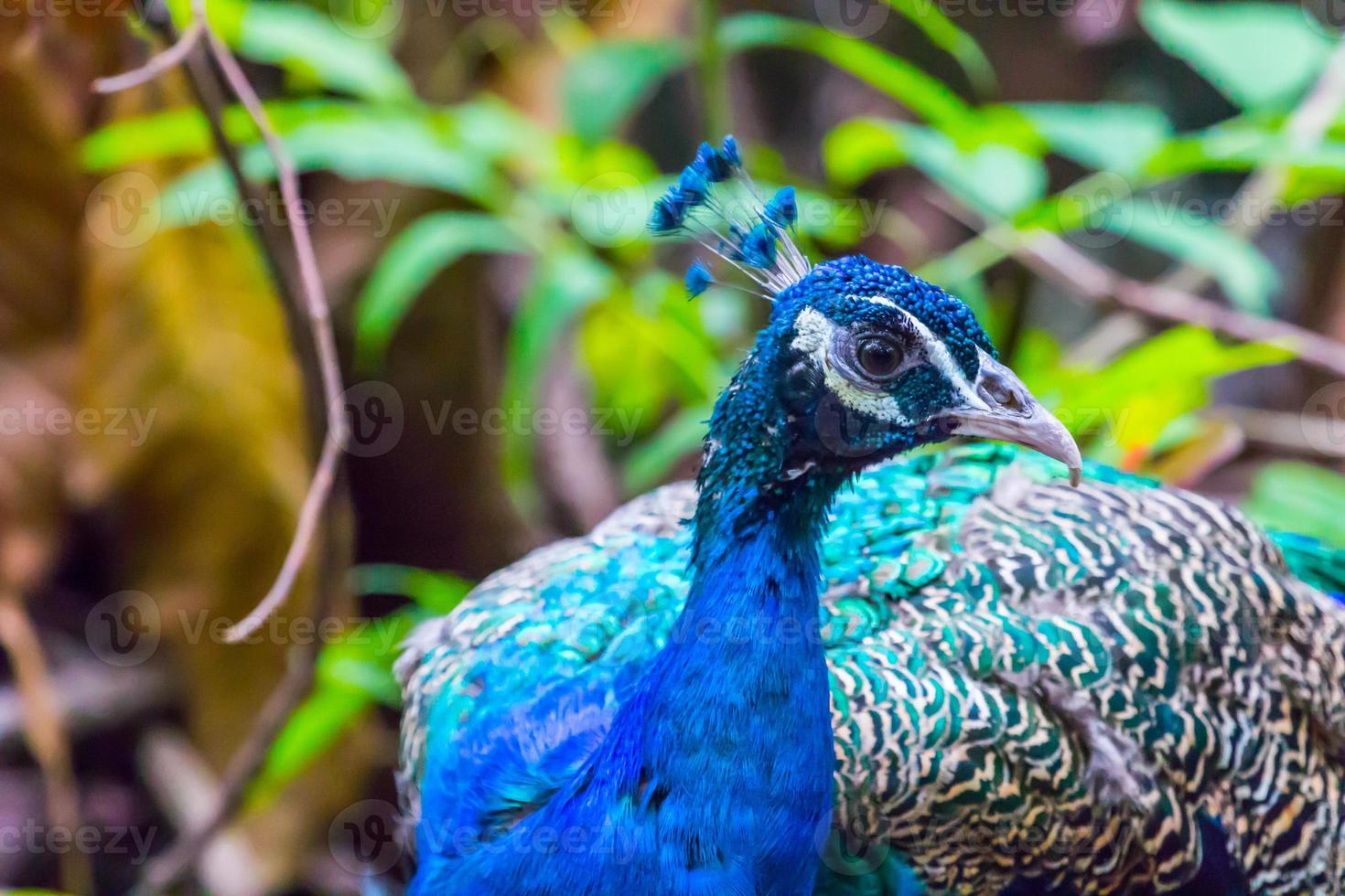 blauw Pauw gezicht foto