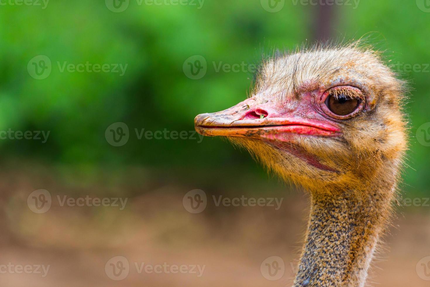 struisvogel hoofd close-up foto