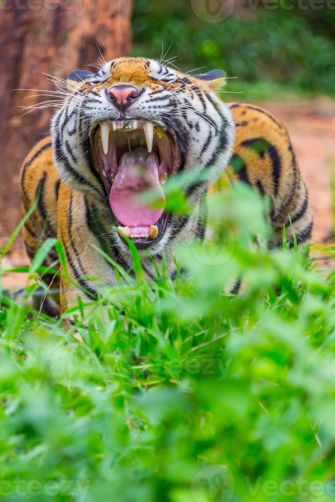 tijger boos tanden foto