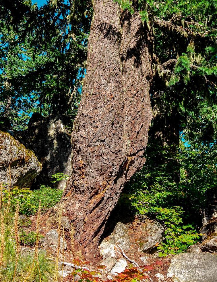 ongebruikelijke stam - een hemlock-boomscène - cascadebereik - of foto