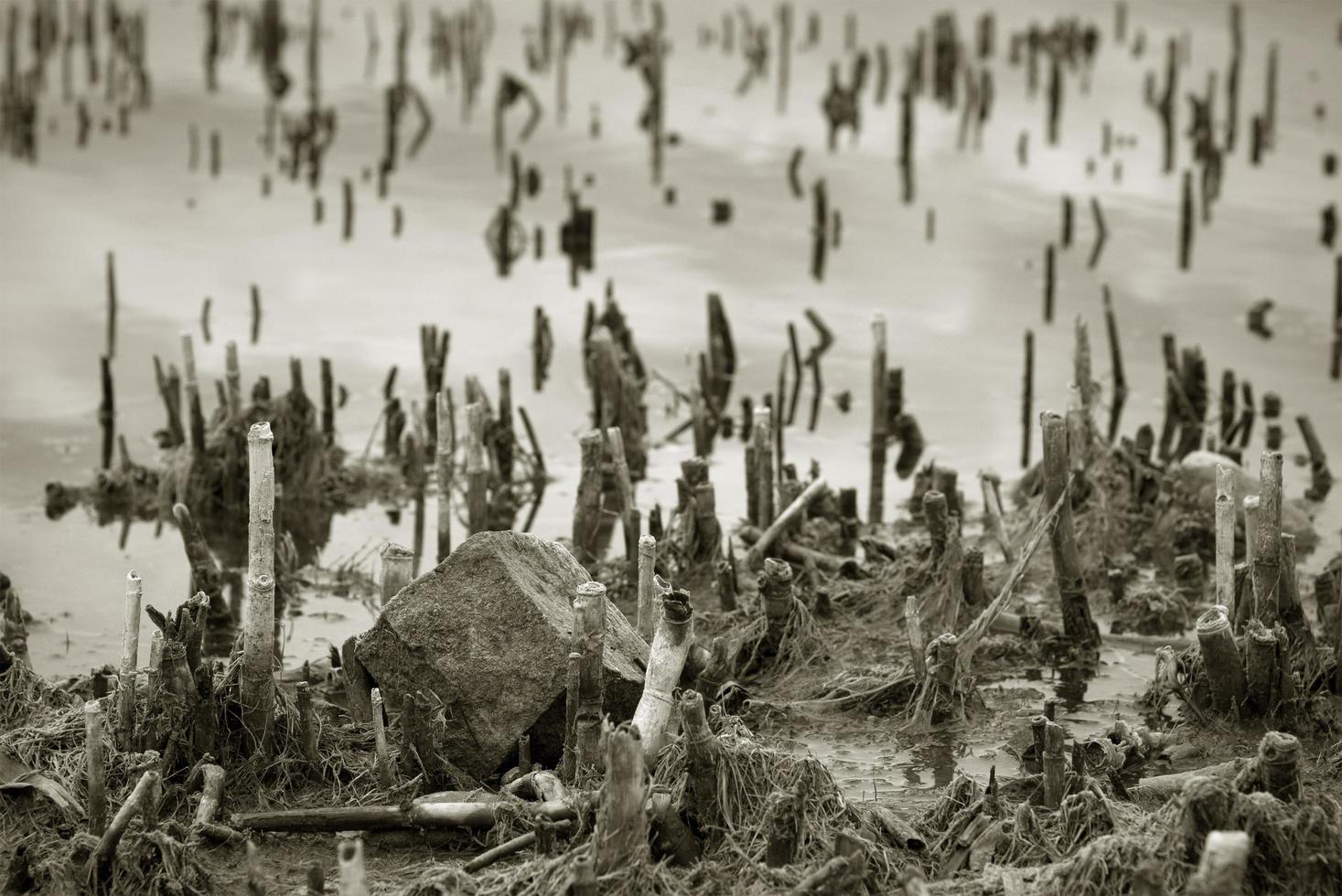 droge stengels aan de oever van het meer foto