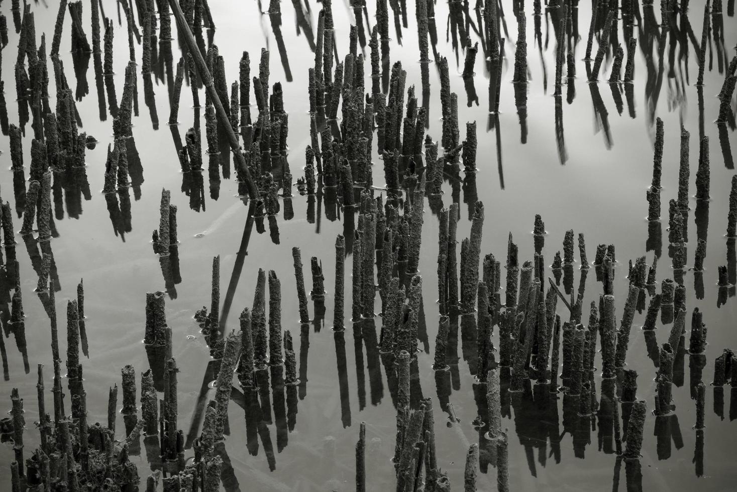 droge stengels aan de oever van het meer foto