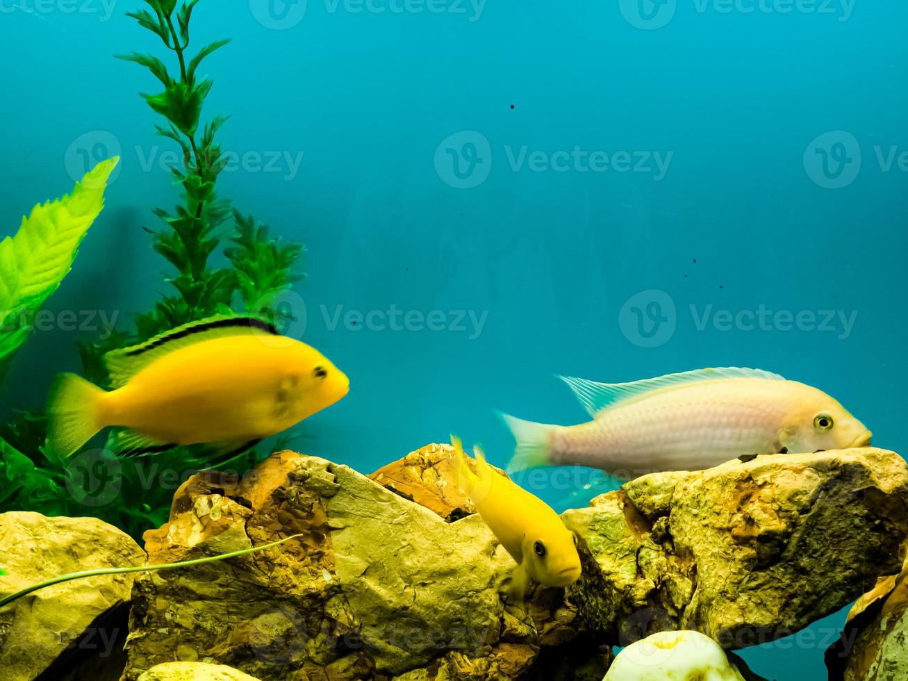veelkleurig helder vis zwemmen in de aquarium. aquarium met klein huisdieren. foto