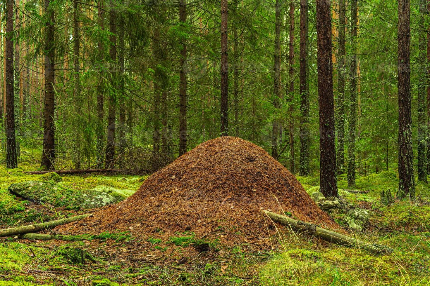 grote mierenhoop in een dennen- en dennenbos foto