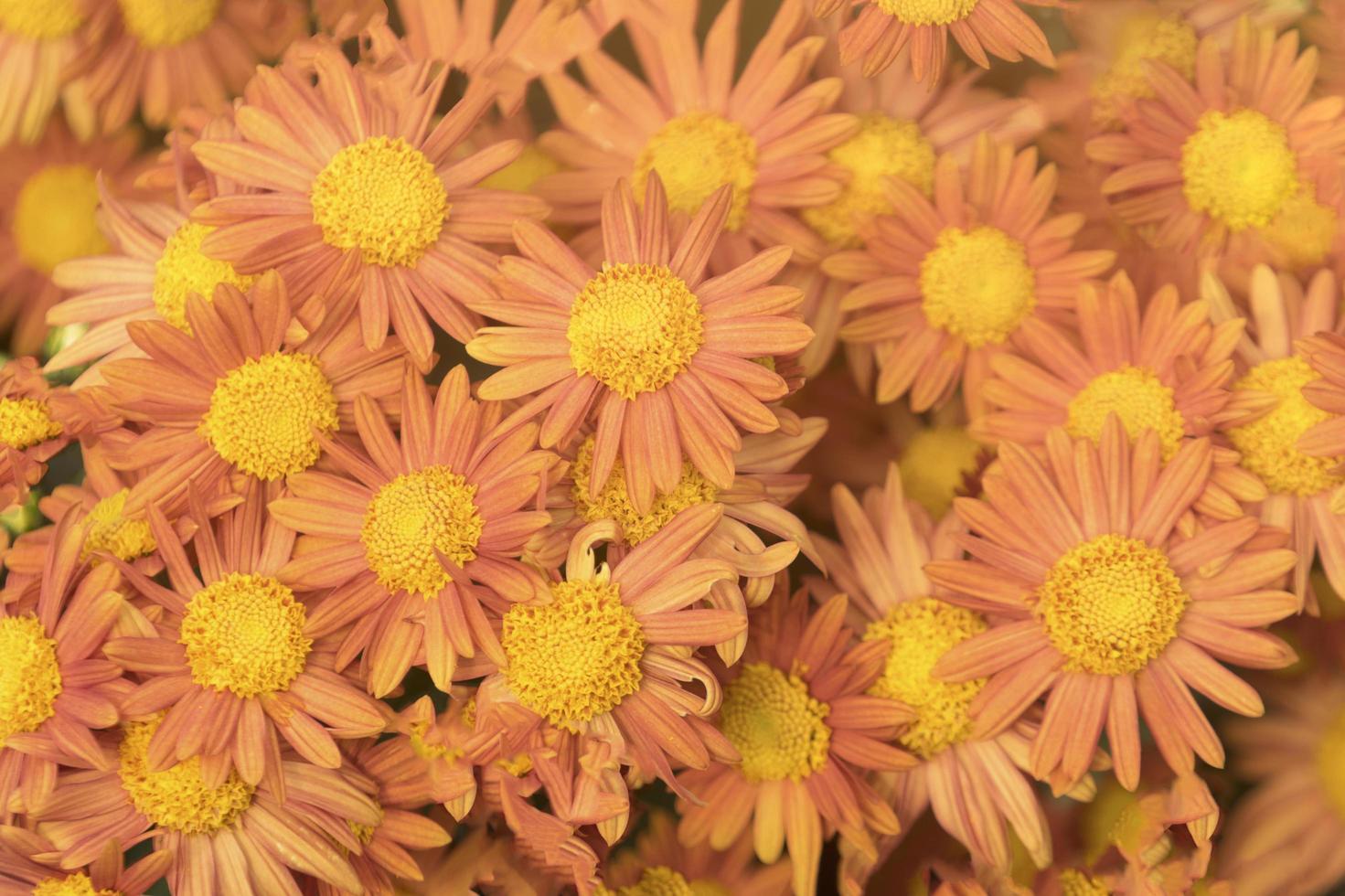 mooie chrysant bloeit oranje foto