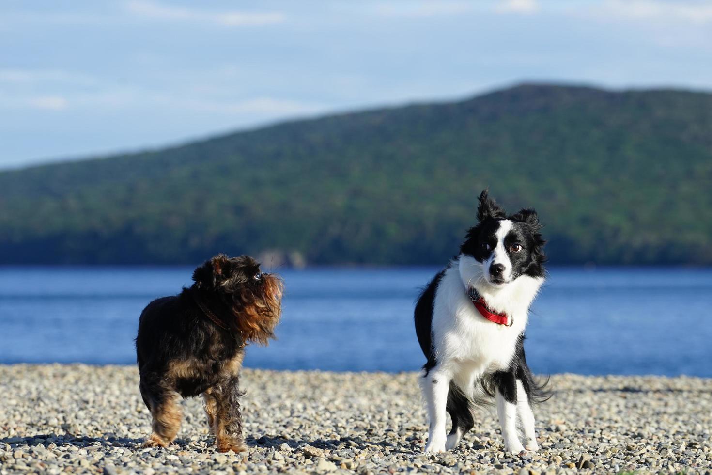 zeegezicht en honden op het strand foto