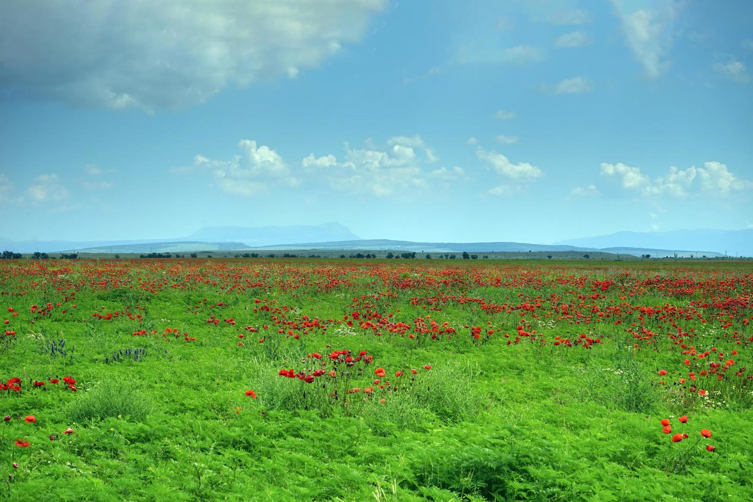 natuurlijk landschap met papaverveld. foto