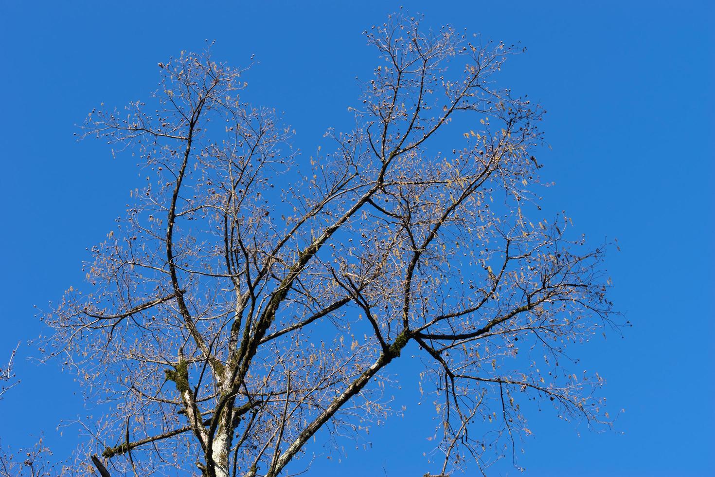 boomtakken zonder bladeren tegen de blauwe hemel foto