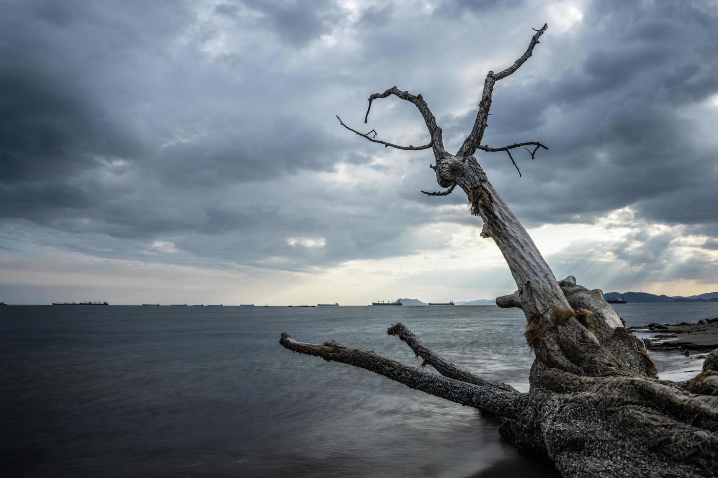 de stam van een droge boom op de achtergrond van het zee-landschap foto