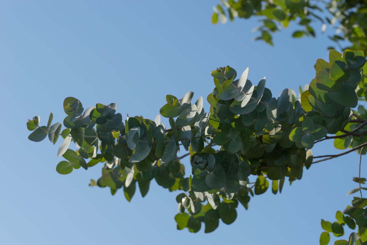 een tak van eucalyptus met zilverachtige bladeren foto