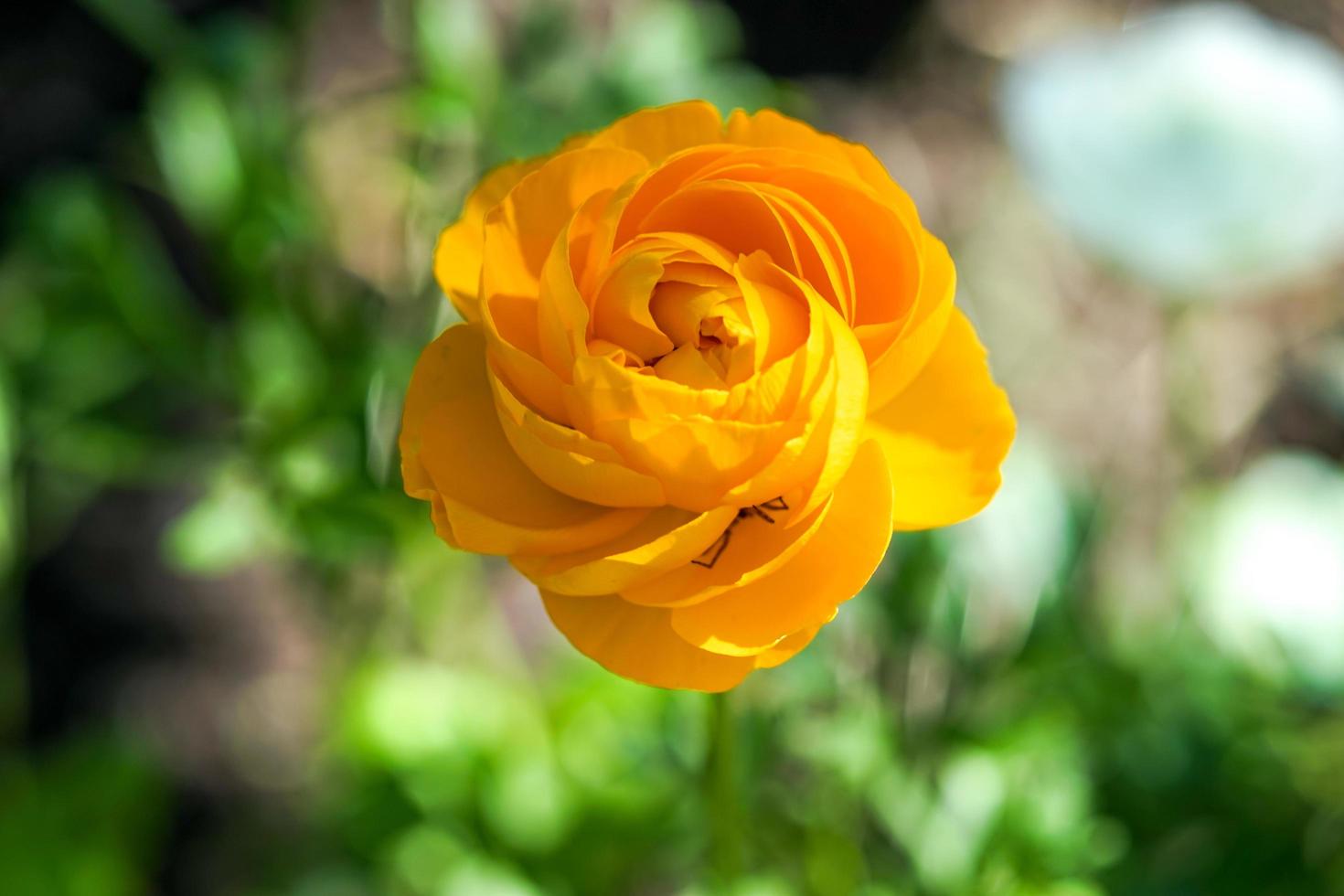 mooie heldergele tuinpapaver op onscherpe natuurlijke achtergrond foto