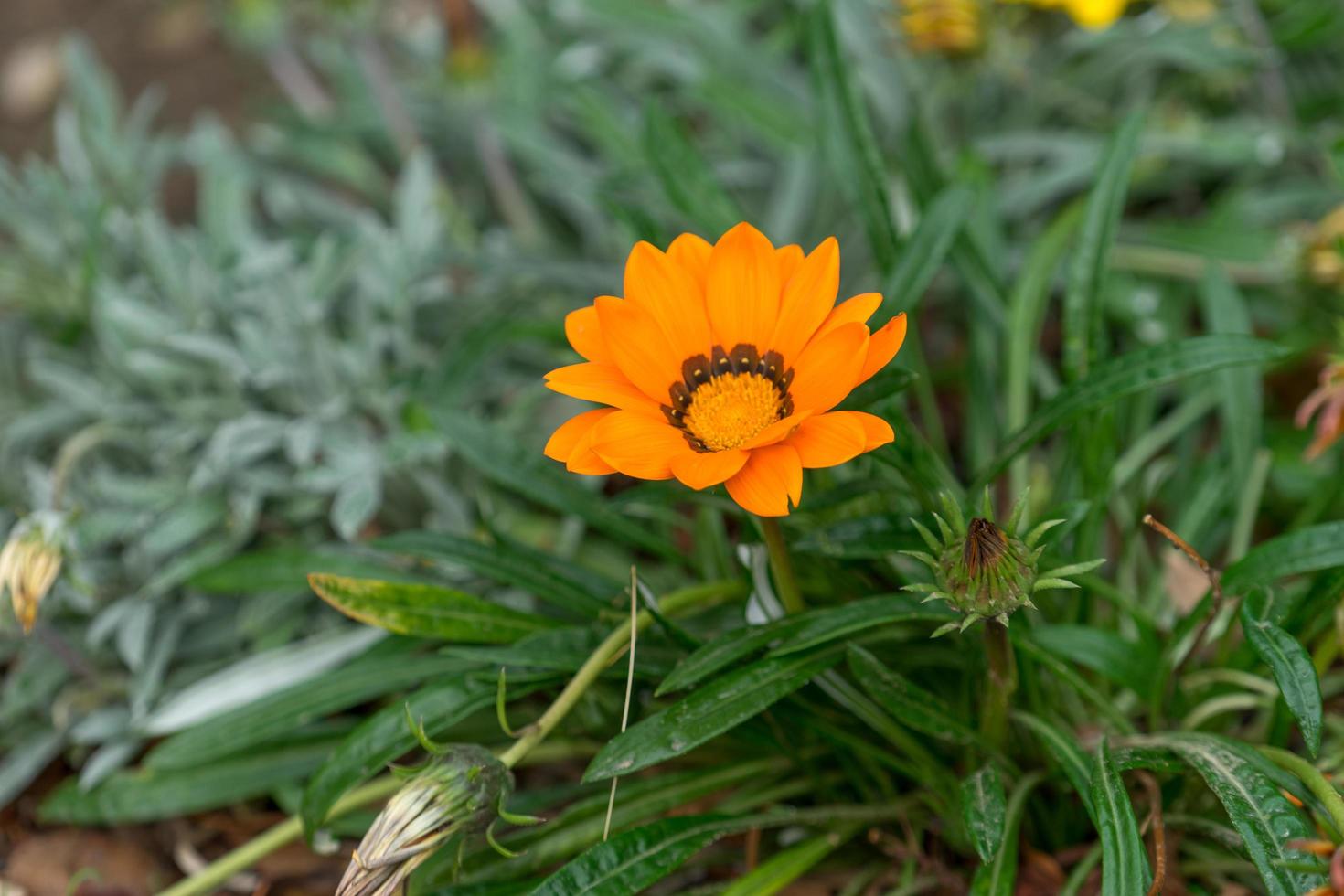 oranje bloem van calendula op een achtergrond van groene bladeren foto