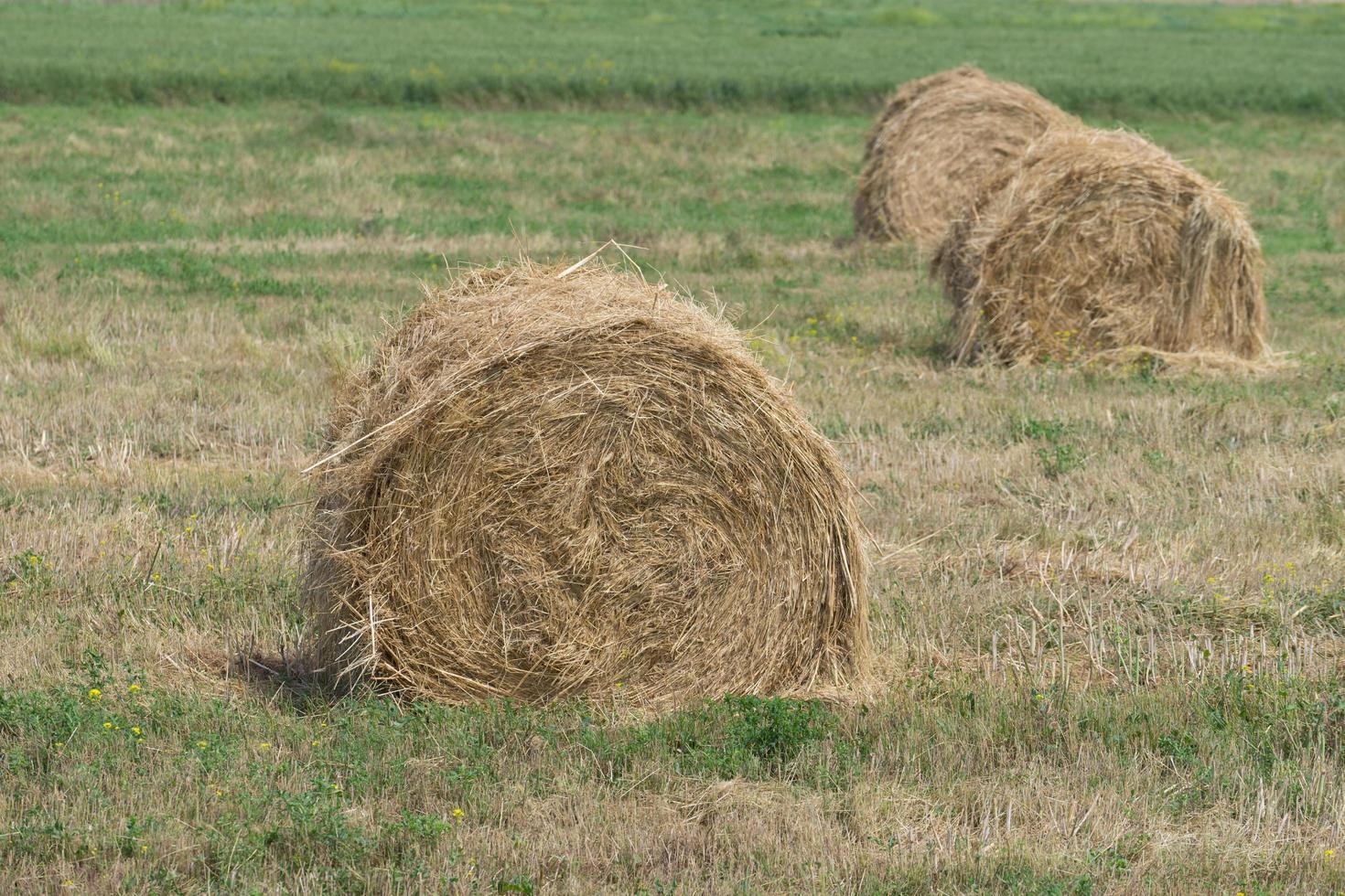 natuurlijk landschap met grote hooibergen foto