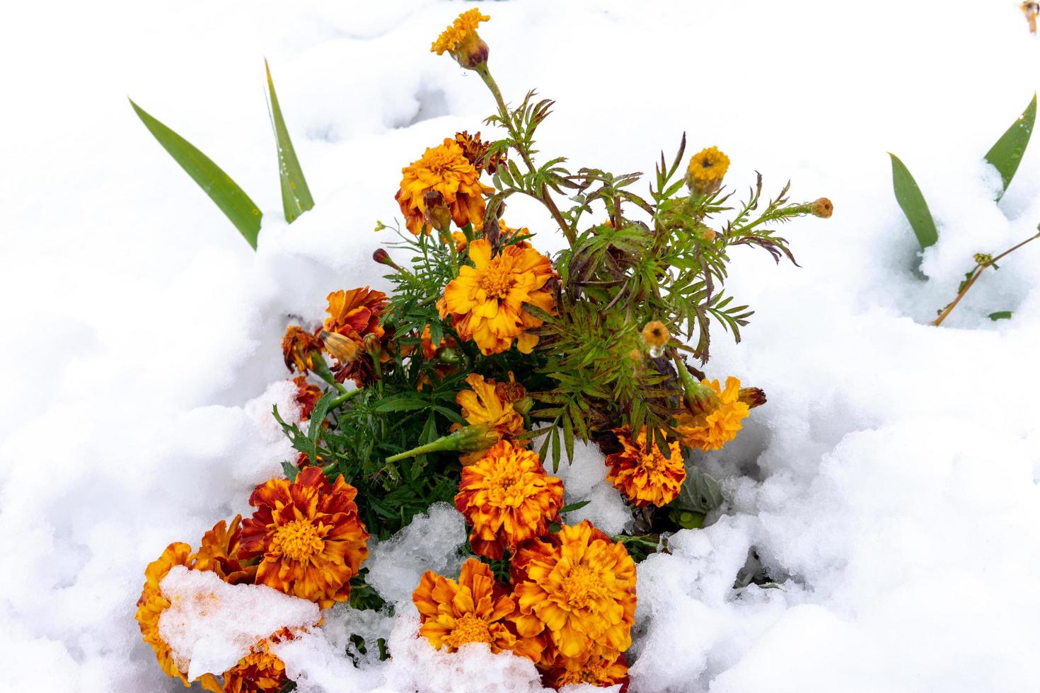 natuurlijke achtergrond met oranje bloemen in sneeuw foto