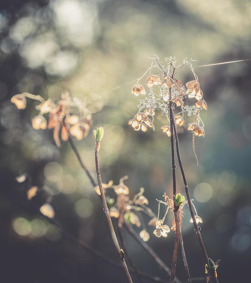 droge hortensia takken met bloemen op een onscherpe achtergrond foto