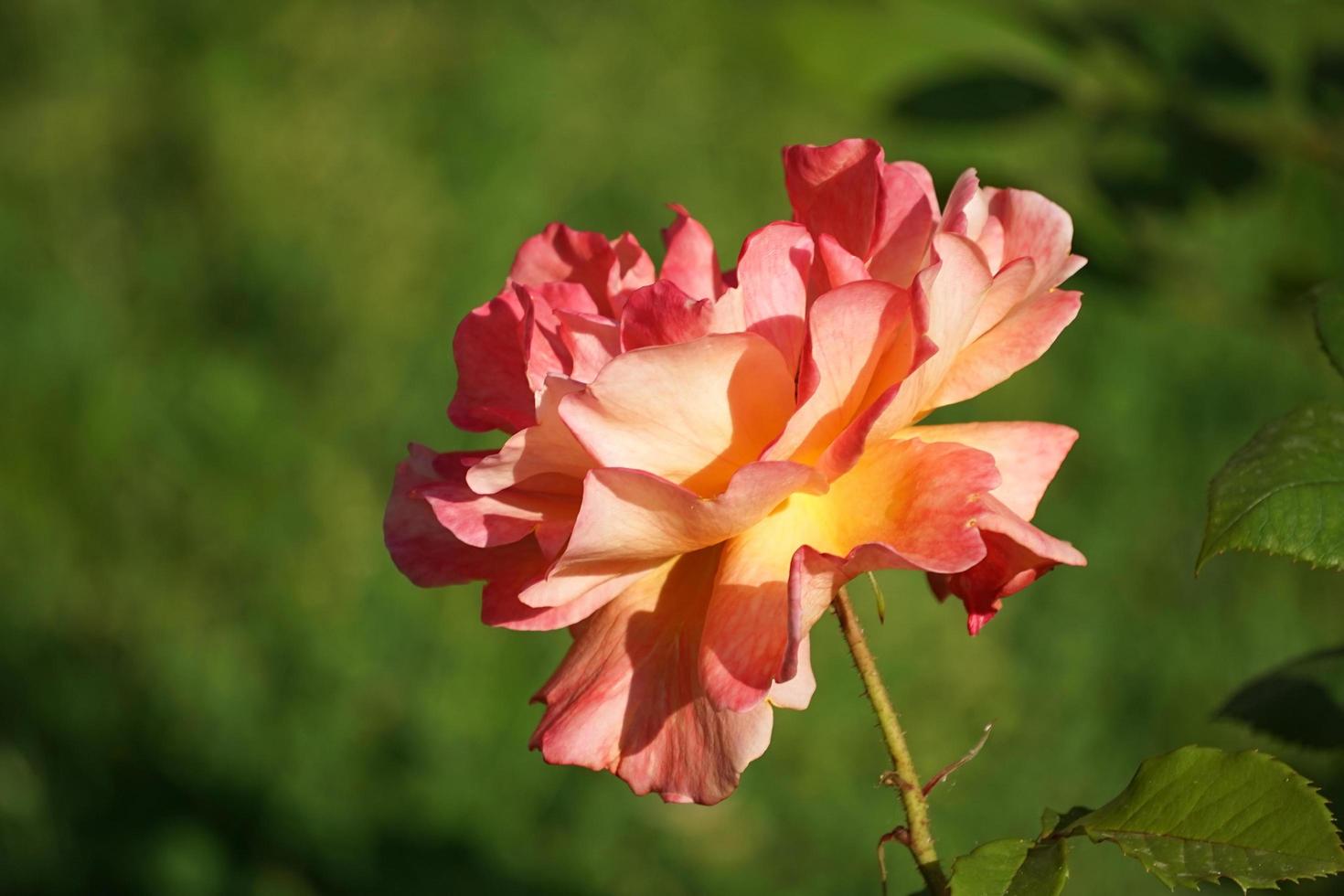 bloem weelderige oranje roos op een wazig groene achtergrond. foto