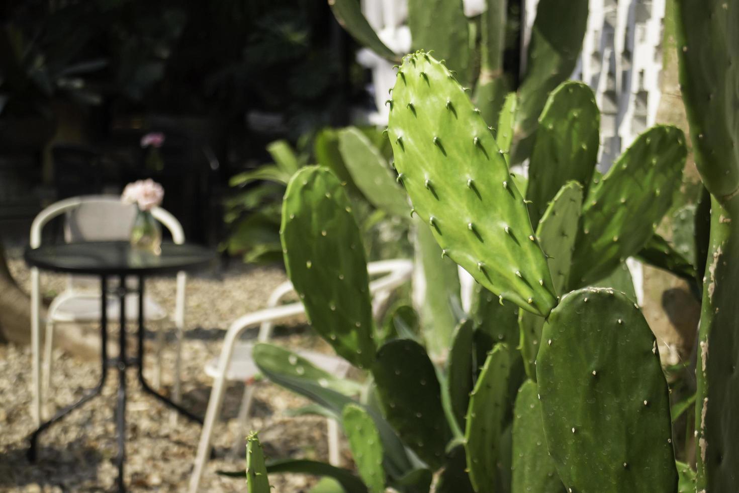 cactus op een terras foto