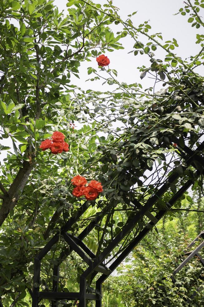 oranje bloemen met groen blad foto