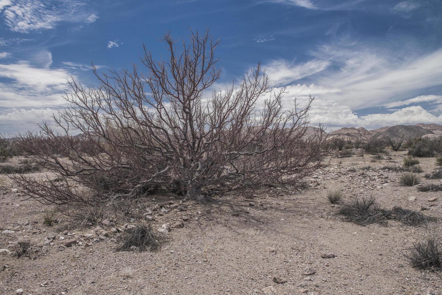 flora in de woestijn van baja california op het schiereiland baja onder een blauwe bewolkte hemel foto