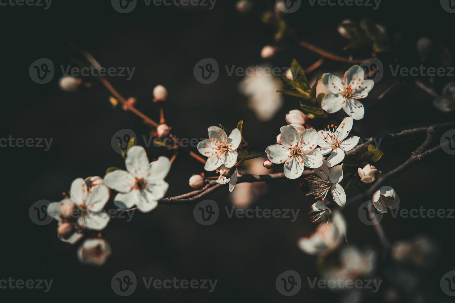 voorjaar appel boom met wit delicaat klein bloemen in de warm zon foto