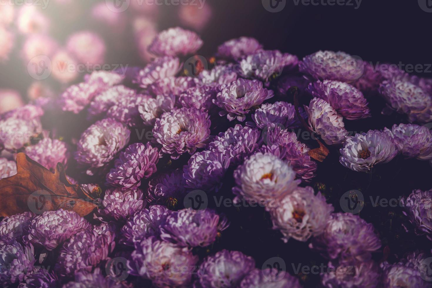 herfst Purper chrysanten in een warm middag olifant met een esdoorn- blad foto