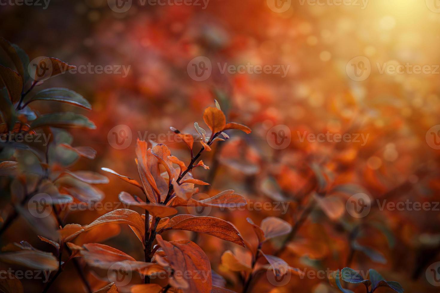 rood herfst bladeren van de struik in de warm middag zon in de tuin foto