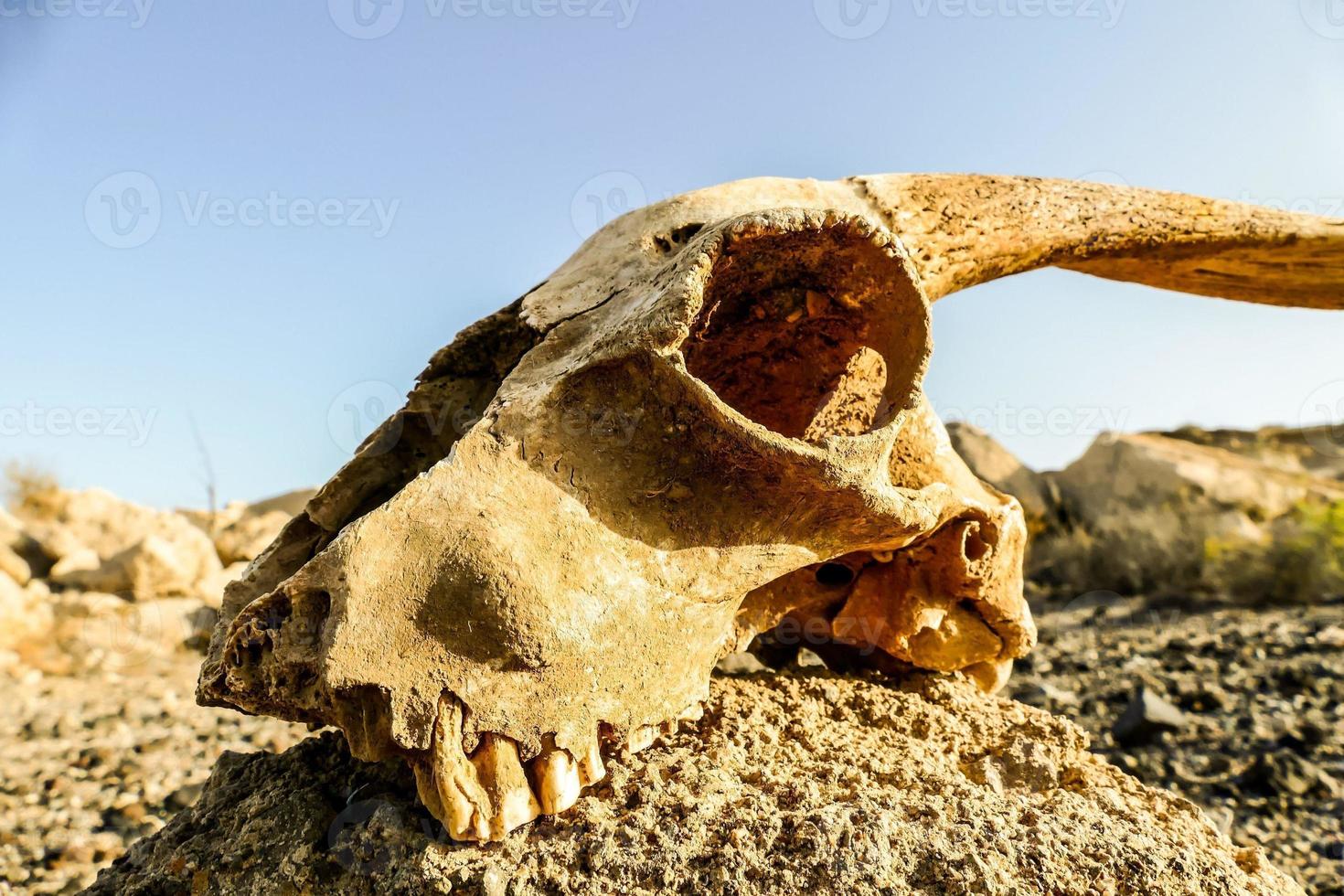 een dier schedel foto