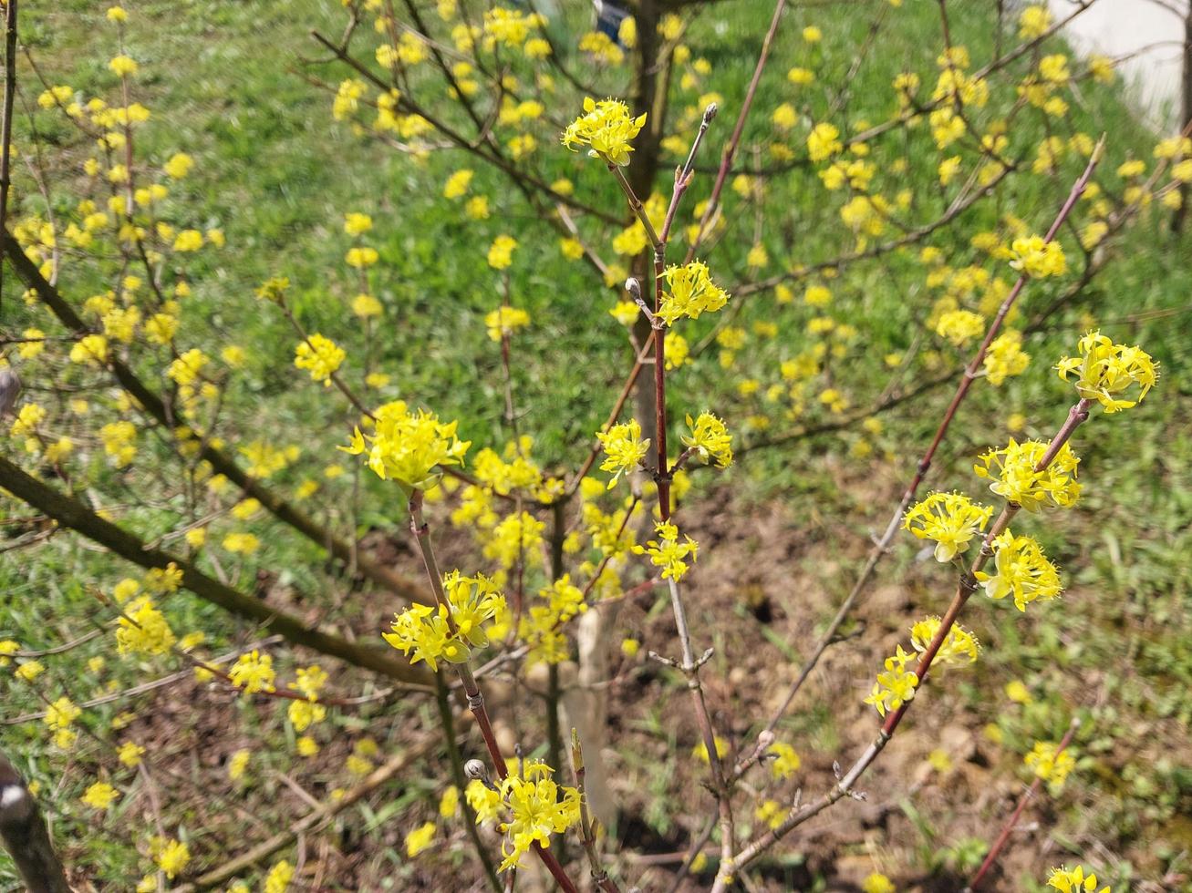 jong bloemen spruit in voorjaar foto