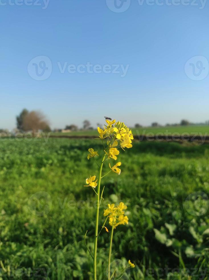 canola bloem in canola veld- foto