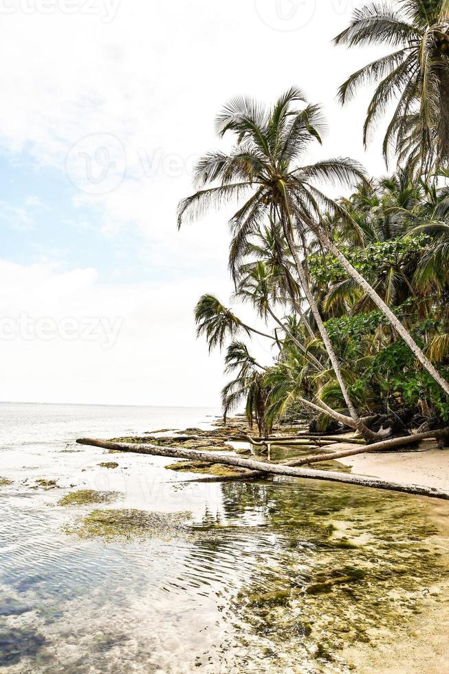 strand met palmbomen foto