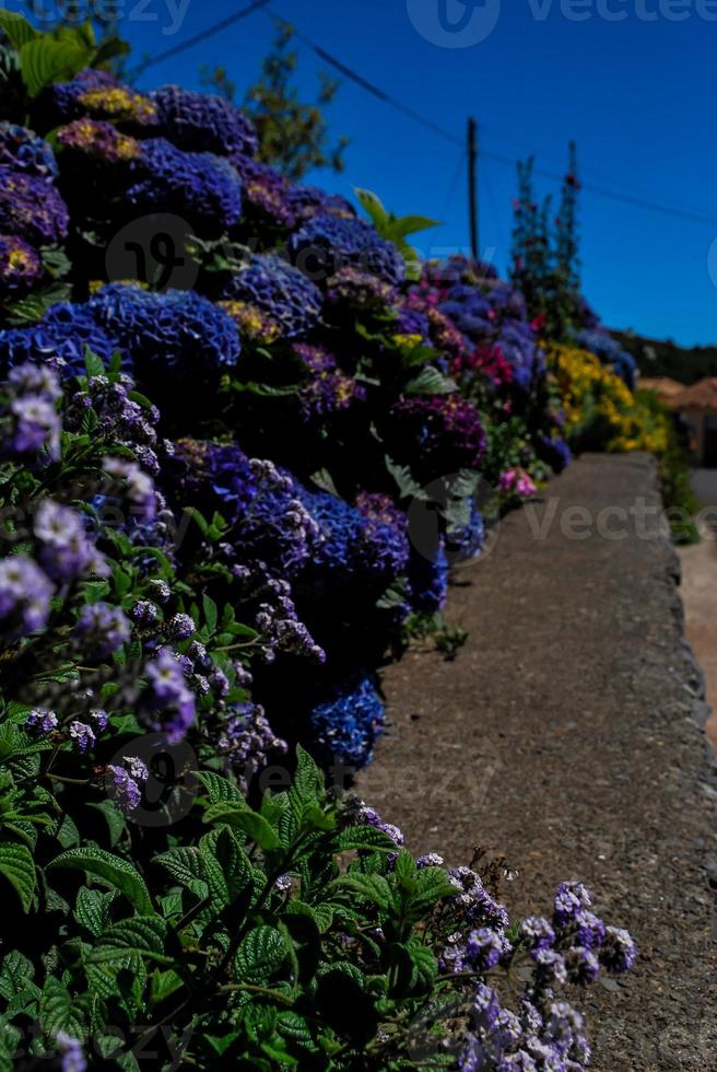 achtergronden met bloemen foto