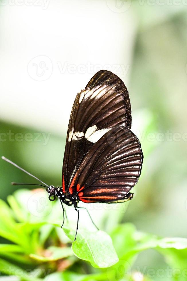 close up van een vlinder foto