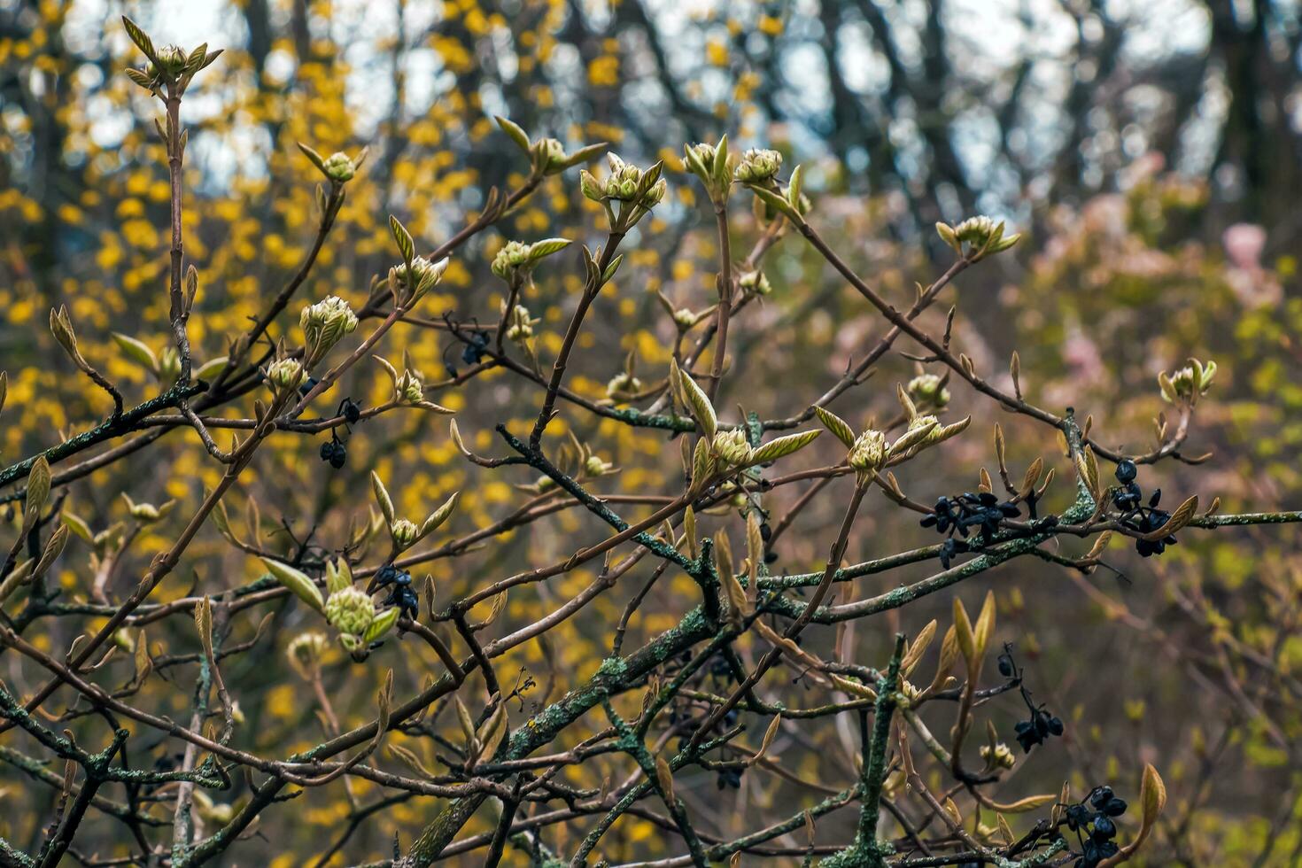 viburnum lantana bloem bloemknoppen in vroeg de lente. laatste jaar fruit Aan de takken. leven overwint dood. foto