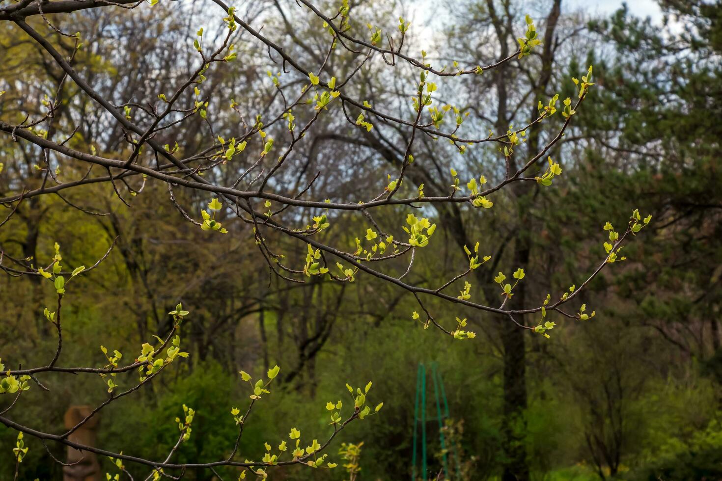 bloemknoppen en bladeren van sumak rhus trilobata in de lente. foto