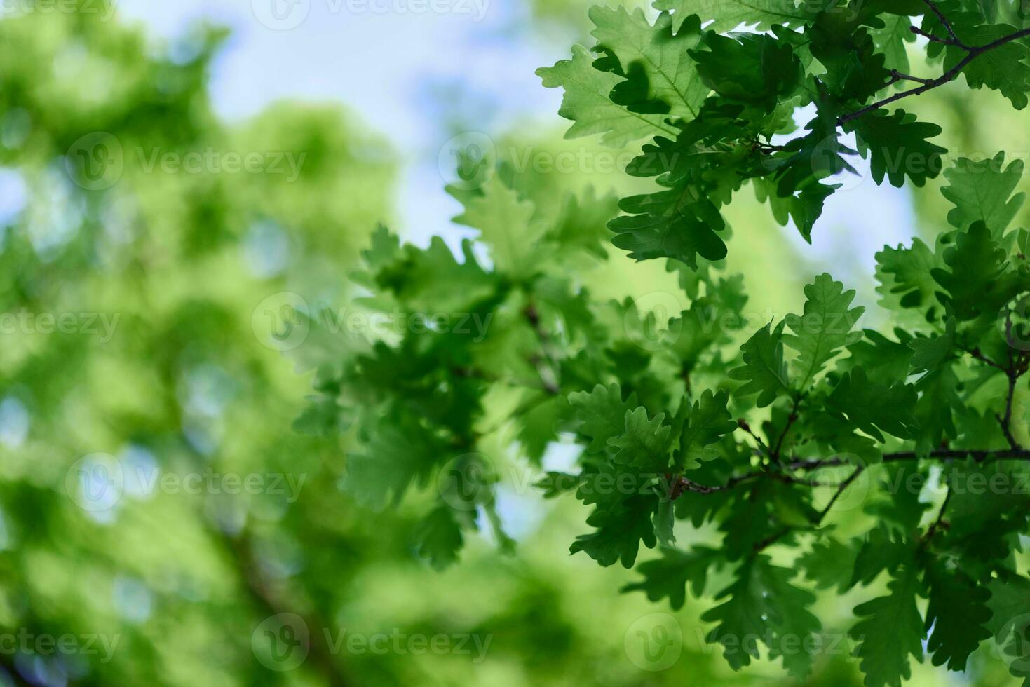 groen vers bladeren Aan eik takken detailopname tegen de lucht in zonlicht foto