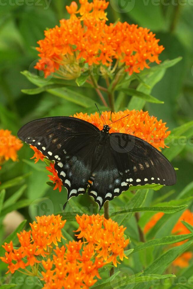 kruidenstruik zwaluwstaart vlinder Aan oranje kroontjeskruid foto