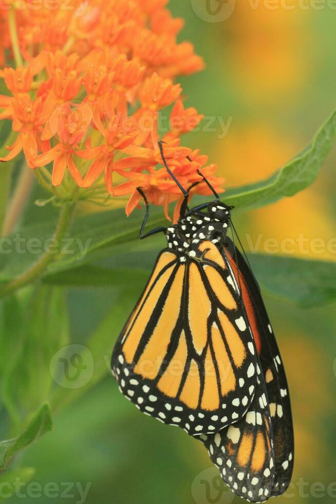 monarch Aan oranje kroontjeskruid foto