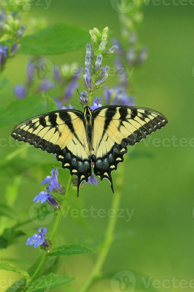 oostelijk tijger zwaluwstaart vlinder Aan blauw Lobelia foto