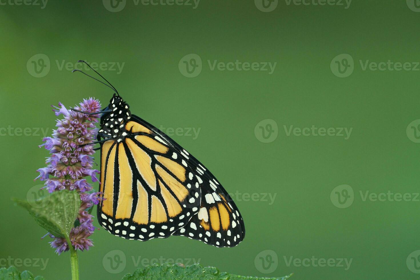 monarch vlinder en anijs hysop foto