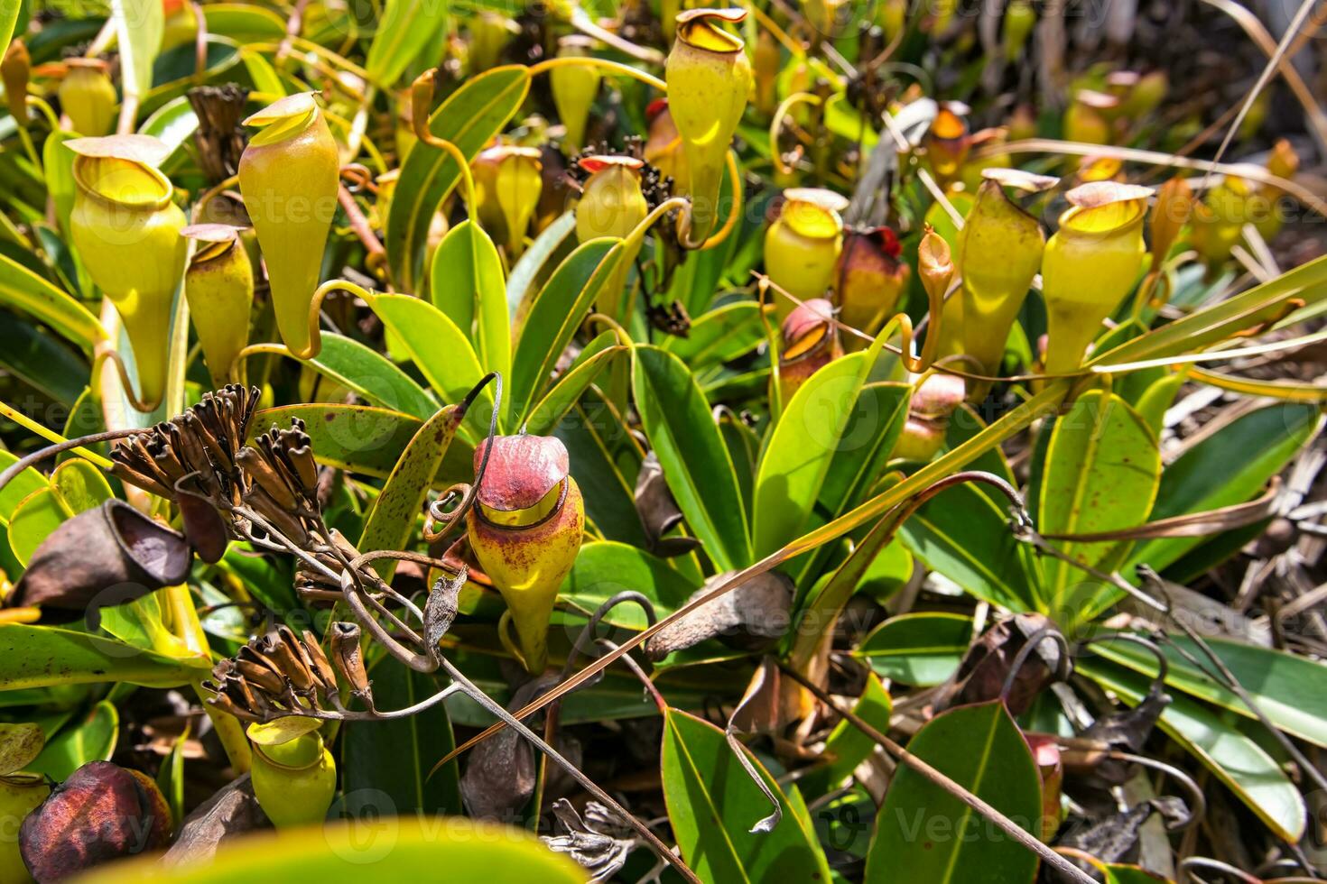 copolia pad, werper planten Aan de top van copolia pad, mahe Seychellen foto