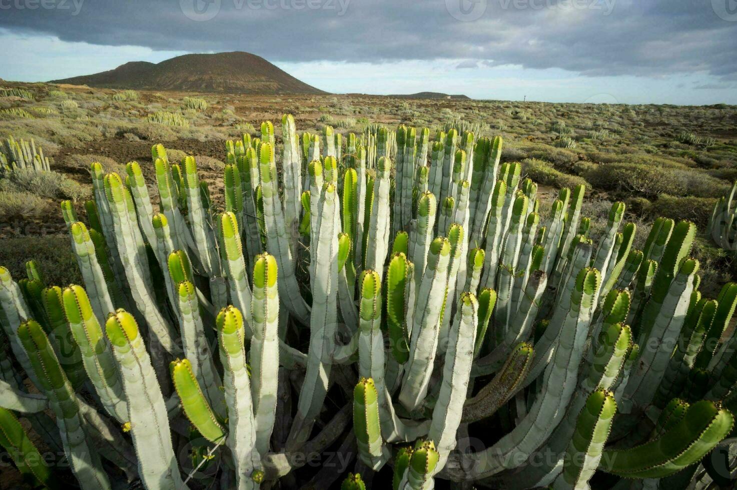 een klomp van cactussen foto