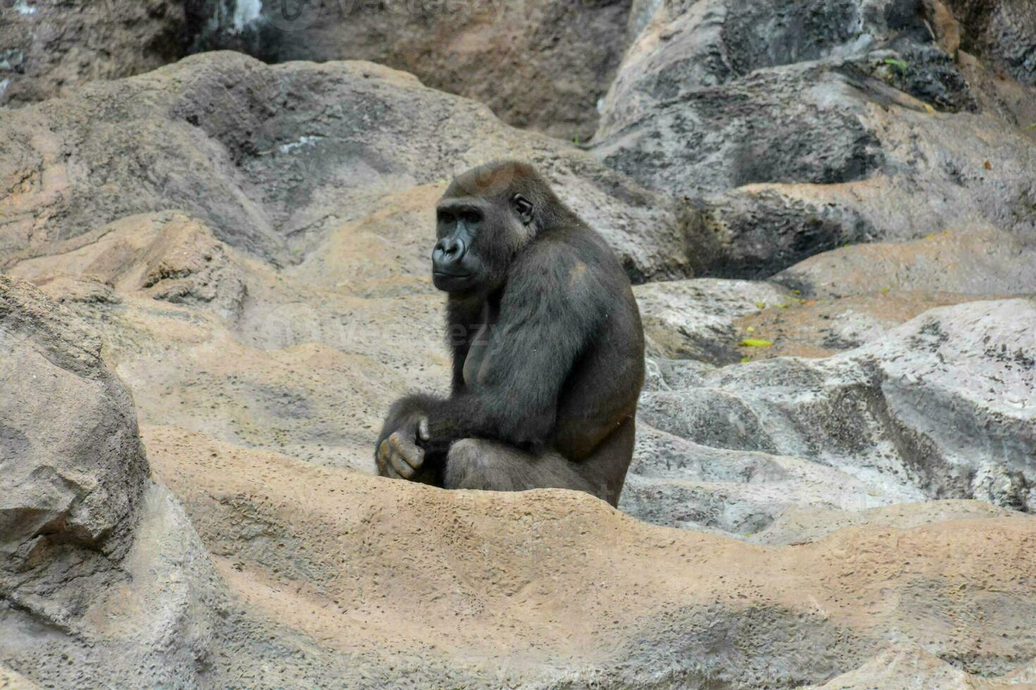 sterke volwassen zwarte gorilla foto