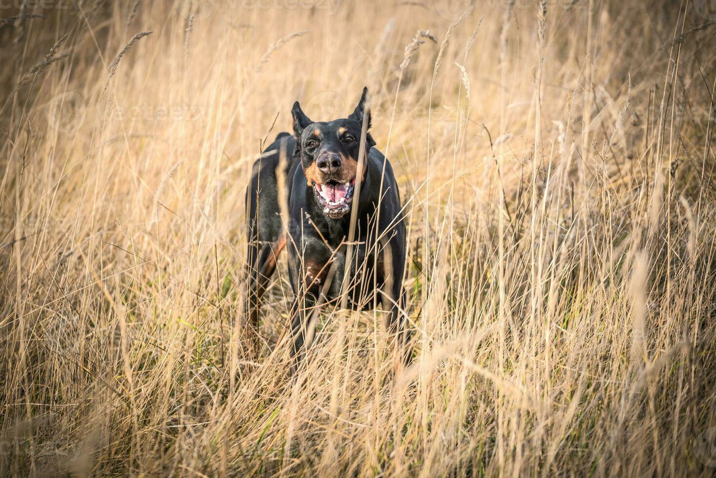 hond in het veld foto